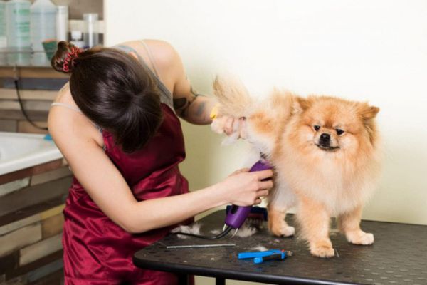 Có thể bạn chưa biết, tỉa lông cho thú cưng là một trong những nghề có thu nhập cao nhất